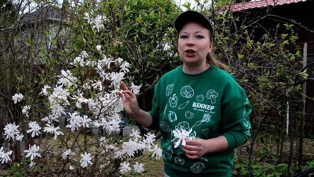 Магнолия. Как сажать магнолию? Уход и выращивание, укрытия, посадка. Дерево магнолии цветет.