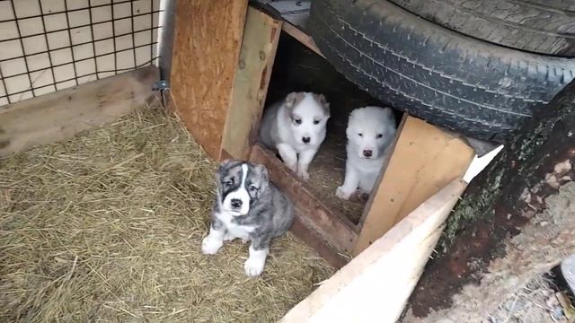 Лихая братва смотреть онлайн