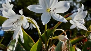 Кринум (лат.  Crinum)