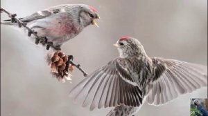 Голоса птиц: обыкновенная чечётка