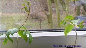 Кобея лазающая Мексиканская лиана Выращивание из семян