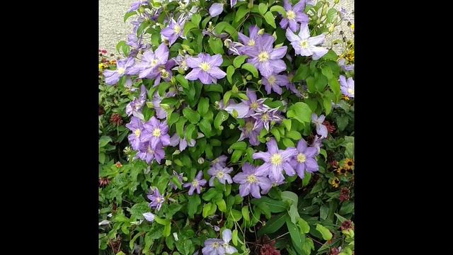 Clematis 'Silmakivi'