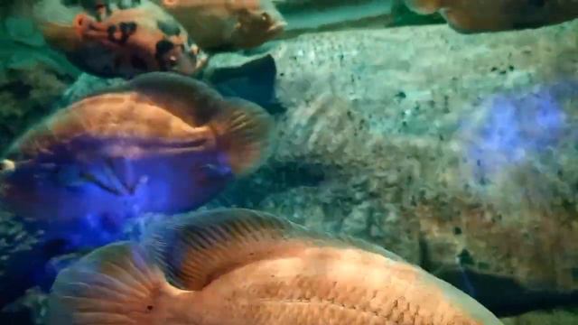 Казахстан. Астана 2023. Зоопарк-Экзотариум. Аквапарк. смотреть онлайн