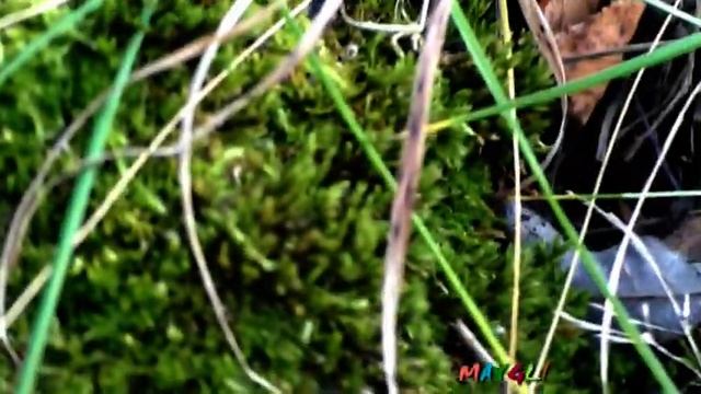 Грибы Вешенки в лесу. Зимние опята, Фламмулины. смотреть онлайн