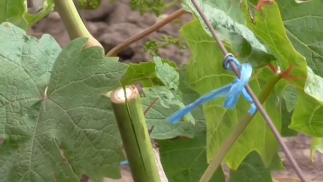 Три метода прививок винограда черным в зеленое. смотреть онлайн