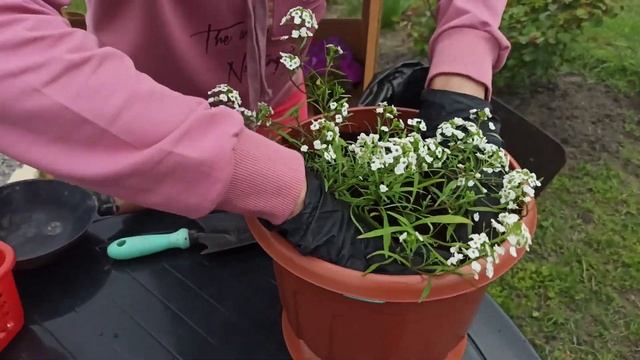 Моя дача  Как сажать ампельный алиссум