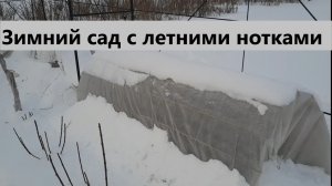Зимний сад с летними нотками