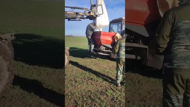 Озимая Пшеница Аксинья предшественник чечевица