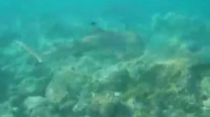 Среди акул Индийского океана.