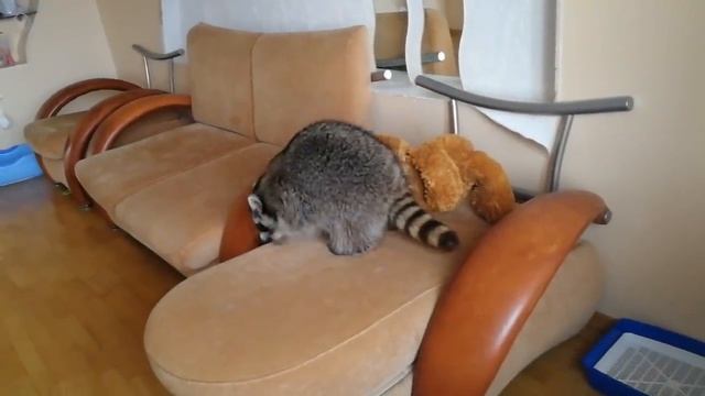 Жирный енот и кошка смотреть онлайн