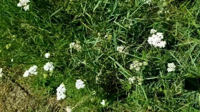 САМВЕЛ АДАМЯН МАТЬ ГОТОВА ПРИНЯТЬ ЧТО ГРАНДЕНИКО ЗЯТЬ. ХИТРЫЙ ЛИС УКРАЛИ У ЛЬВОВСКОЙ ОПЕРЫ