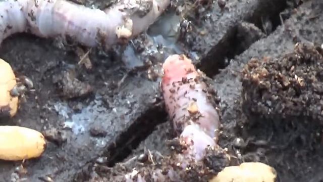 Дождевой червь и муравьи. смотреть онлайн