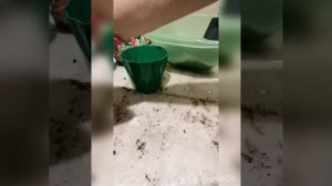 Пересадка Алоказия  Silver Dragon