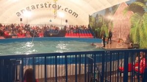 Видео со шоу дельфинов