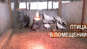 Содержание кур, уток, индеек, цесарок в хозяйстве Золотухина Николая Ивановича.