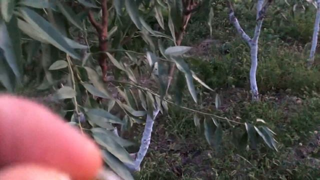 Саженцы миндаля Вайро, Маринада в питомнике «Ореховод-практик»