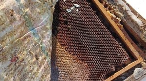 Весенняя подкормка пчëл.