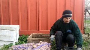 Надо ли резать посадочный картофель? Влияние на урожай.