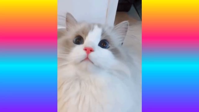 Добрый вечер и спокойной ночи. смотреть онлайн