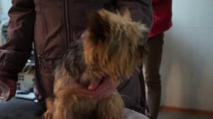 Коллапс трахеи у собаки. Ветеринарная клиника "Сас Энимал Сервис"