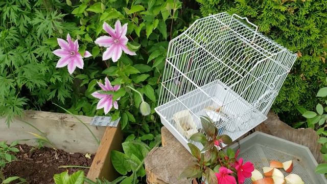 Clematis Vine Varieties & Blooming Flowers in Early June смотреть онлайн
