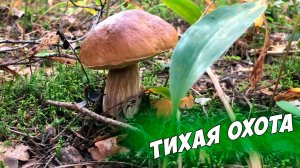 Прогулка в летний лес за грибами, грибной сезон 2024