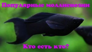 Моллиенезии сфенопс, велифера и латипинна. Как в них разобраться?