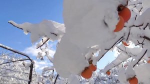 Хурма, королек и шарон