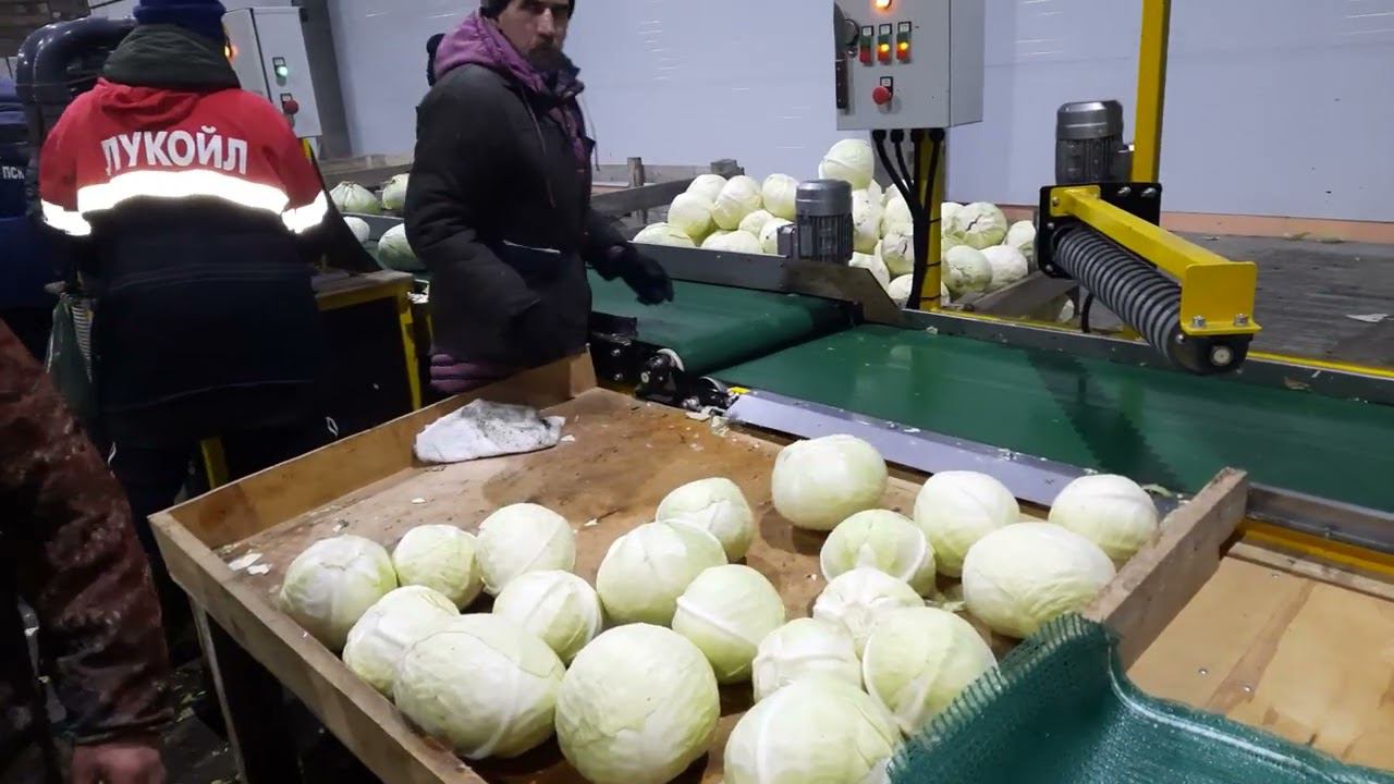Модульная установка предпродажной подготовки капусты МЛППК-40 www.933944.ru  8-800-222-67-11