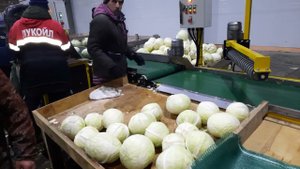 Модульная установка предпродажной подготовки капусты МЛППК-40 www.933944.ru  8-800-222-67-11