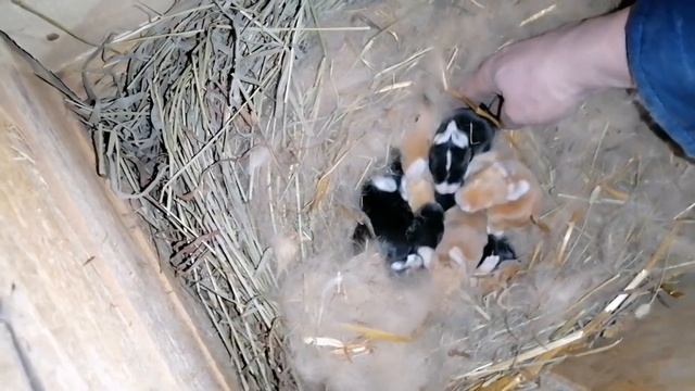 ПОДСЧЁТ НОВОРОЖДЁННЫХ КРОЛЬЧАТ, ПОДГОТОВКА ВОЛЬЕРА ДЛЯ КУР. /ДЕРЕВЕНСКИЕ БУДНИ. смотреть онлайн