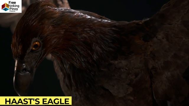 PHILIPPINE EAGLE VS GOLDEN EAGLE | TOP 5 LARGEST EAGLE смотреть онлайн