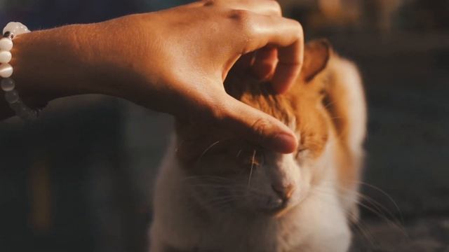 Факты и тайны о котах: Запретные секреты их жизни смотреть онлайн