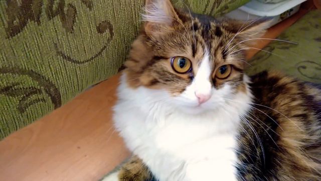 Седой хвост и расшатанные нервы