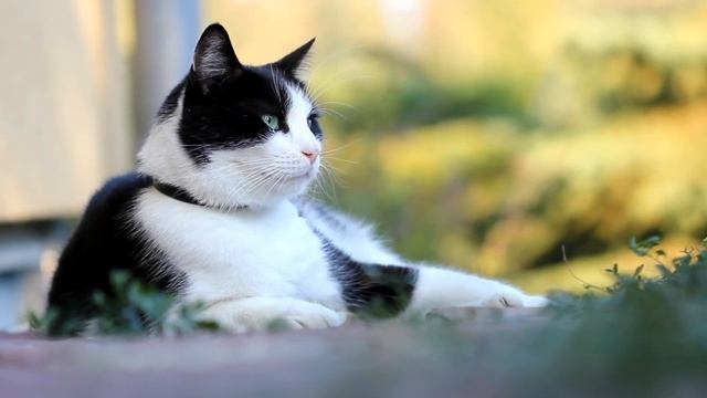 Canon EOS 550D Movie Test HD смотреть онлайн