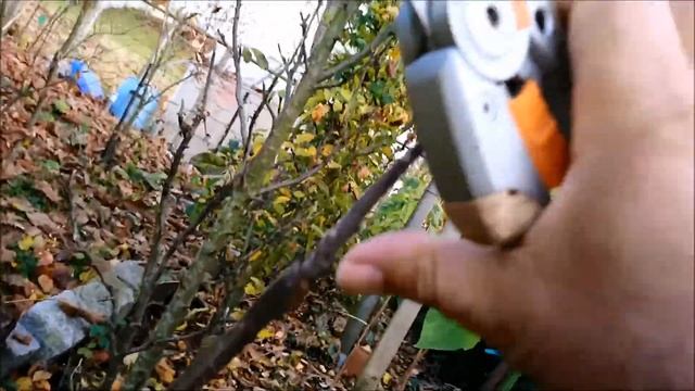 ОСНОВНАЯ ОСЕННЯЯ ОБРЕЗКА ПОСЛЕ ЛЁГКОЙ ЛЕТНЕЙ НА КОЛОНОВИДНОЙ ЯБЛОНЕ смотреть онлайн