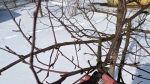 Состояние проростков георгин чуть больше месяца после посадки. Георгины на даче.
