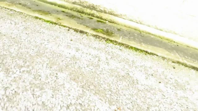 2009 Toyota Avensis 2.0 D-4D TERRA 125BHP смотреть онлайн