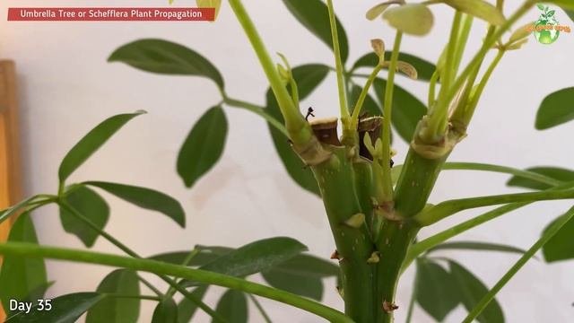 #93 Schefflera Plant Cuttings: Tips On Propagating Cuttings From Schefflera/Umbrella Tree