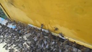 пчёлы просятся на постоянное место жительство в чужой улей