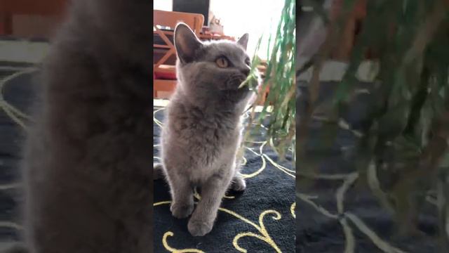 Британский котёнок, милый малыш