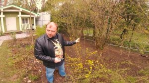 Обрезка пузыреплодника калинолистного