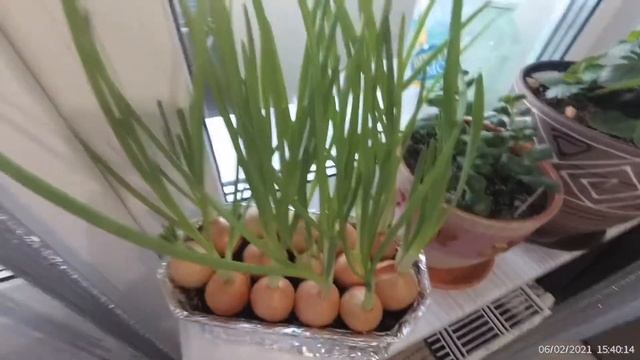 Зелёный лук на подоконнике уже вырос.