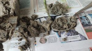 На Ютубе обещали стопроцентную приживаемость пр черенковании роз