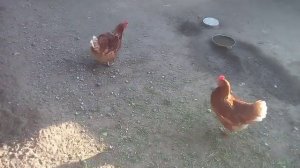 Куриные бега