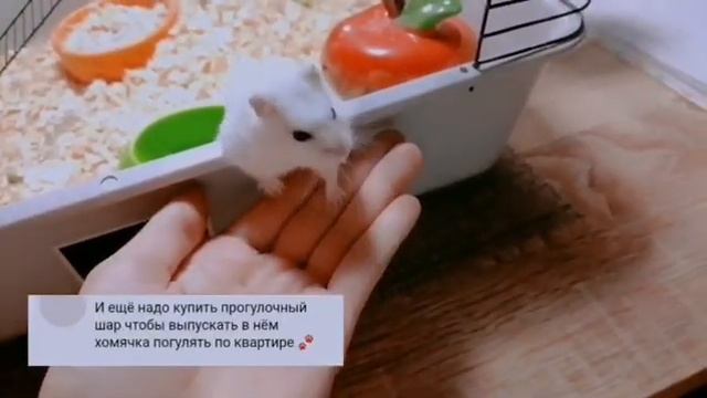 Отвечаю на комментарии подписчиков!❤️ Как ухаживать за хомяком! Всё про уход за хомяком! ?