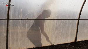 Обработка Теплицы И Грунта В Ней Осенью После Сбора Урожая От Болезней И Вредителей. Посев Сидерато