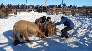 Объездка диких башкирских лощадей!!!