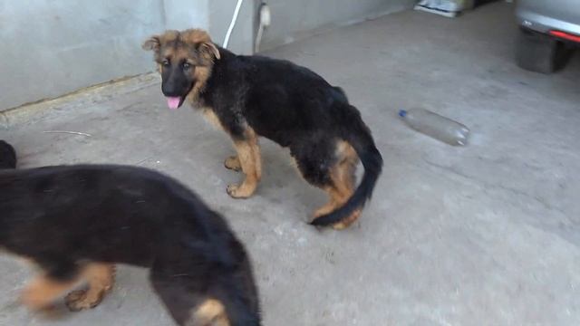 КАКОВА КРАСОТА! ЩЕНКИ Длинношерстной Немецкой Овчарки и их мама Оливия ( папа Дакар) Одесса смотреть онлайн