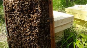 Уникальное пение пчелиной матки! Смотрим, слушаем!